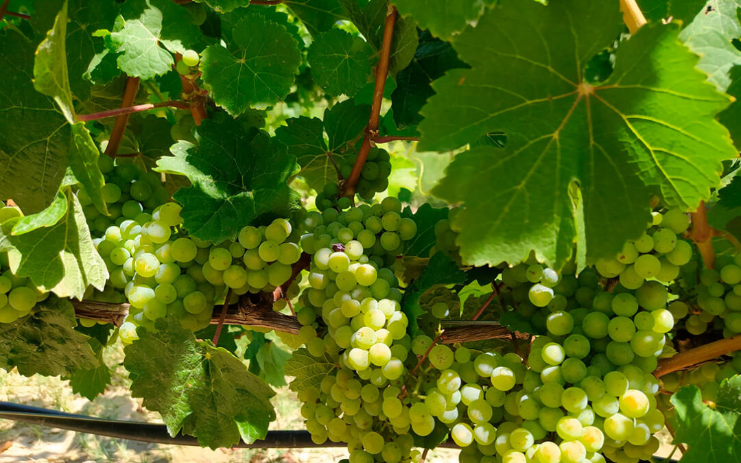 Bodega Pirineos adelanta la recogida de la uva y por primera vez incorpora a su vendimia la uva Riesling