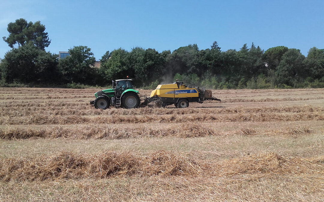 Las lluvias y los drásticos cambios de temperatura han provocado un descenso del 25% en la cosecha de cereales de Cataluña