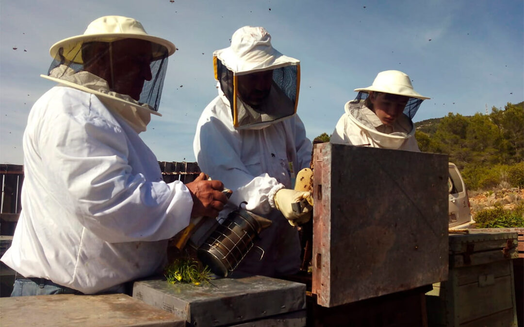 Se prevé un importante descenso en la producción de miel y unas pérdidas superiores a los 6,5 millones para los apicultores