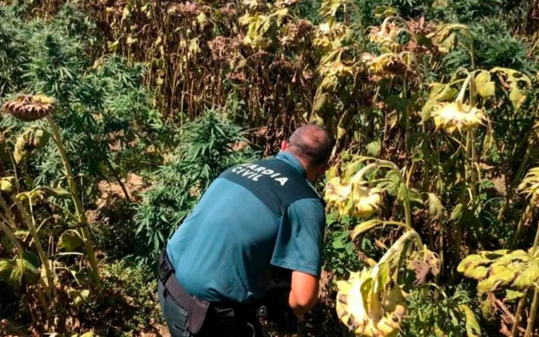 Pues va a ser verdad que el girasol no es rentable: Dos detenidos por cultivar marihuana entre un cultivo de girasoles
