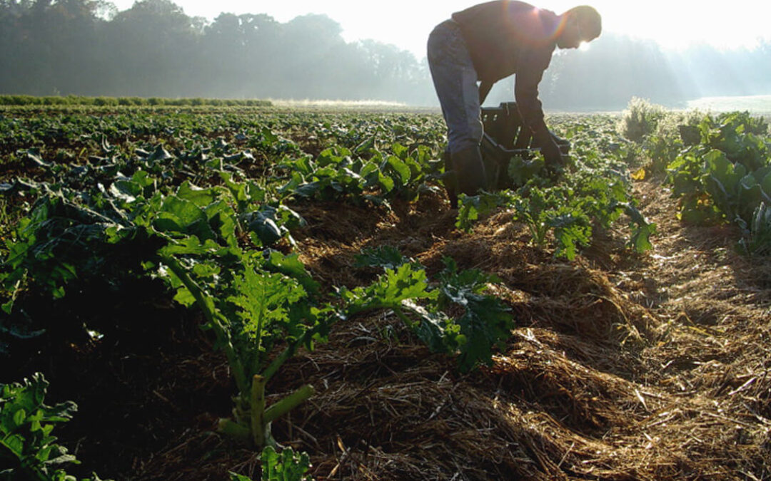 Hasta EEUU critica la estrategia ‘De la Granja a la Mesa’ porque se olvida de los agricultores y su competitividad