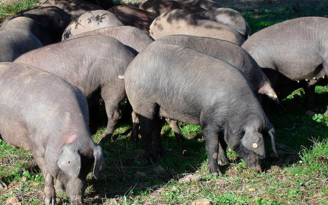 Sale a información pública la extensión de norma en el cerdo ibérico propuesta por Asici que regirá hasta 2026