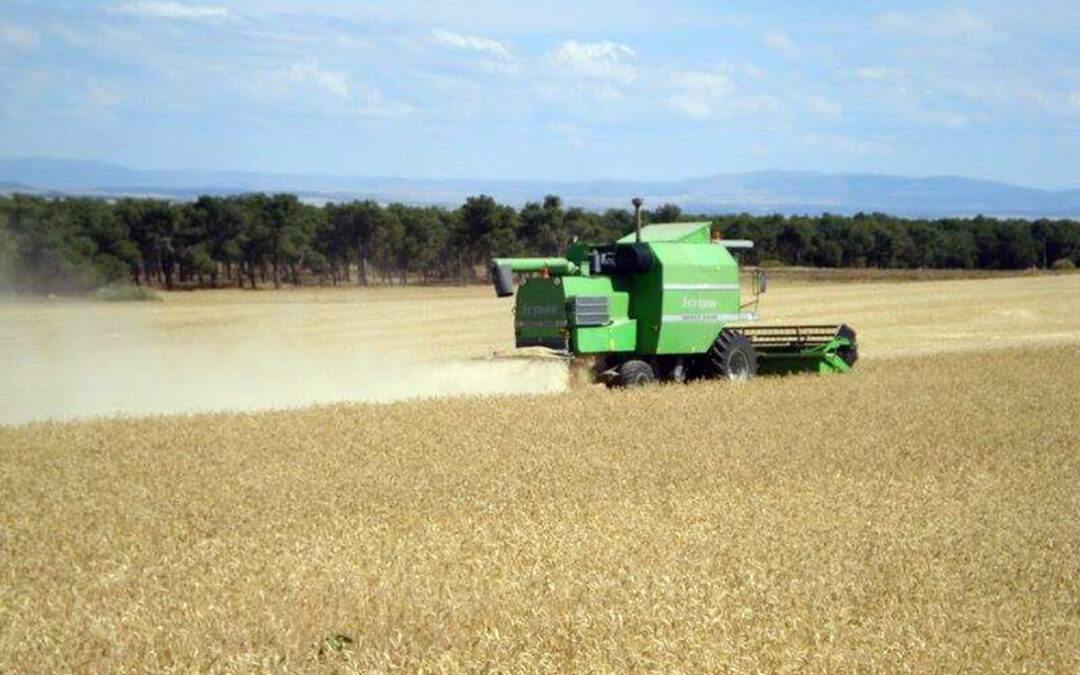 Finalizada la cosecha, la estabilidad vuelve a las cotizaciones de cereales en la Lonja de León