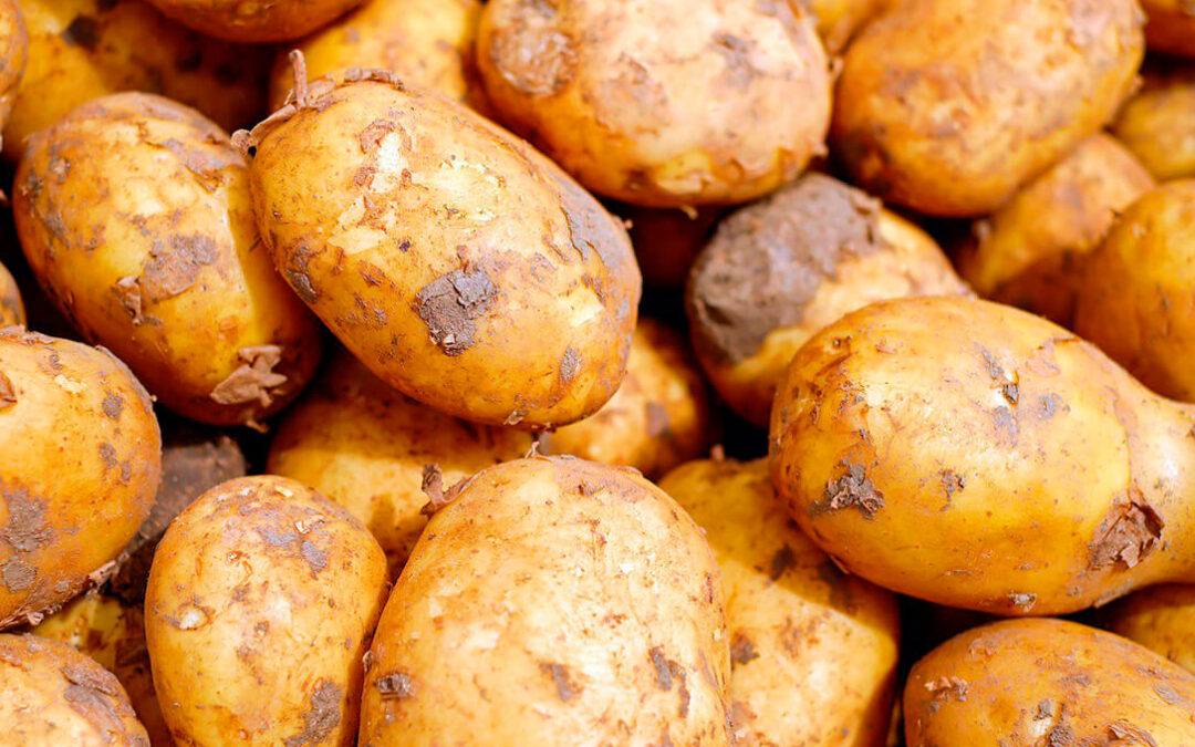 Se prevé una ligera caída de la producción de patata por lo que piden a los almacenistas que estabilicen los precios