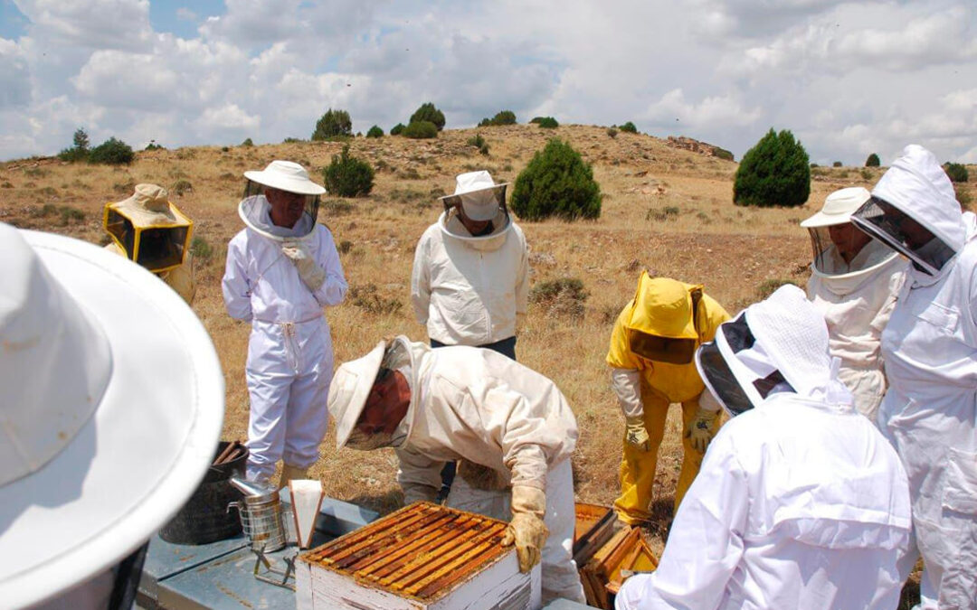 La baja producción de miel y la varroa ponen en jaque a la apicultura en uno de los peores años de la década