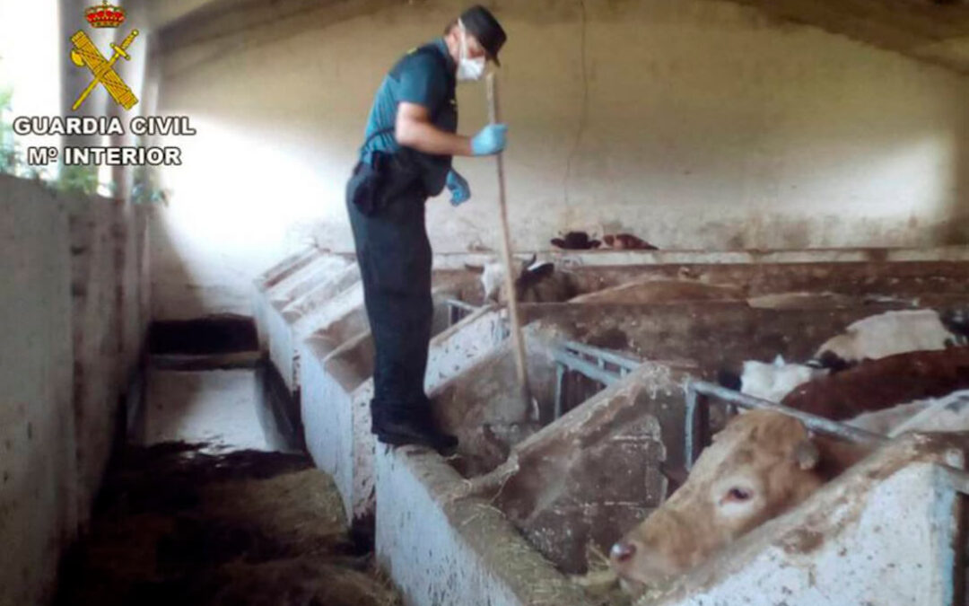 El Gobierno baraja hasta tres años de cárcel por muerte de un animal por maltrato y la tauromaquia se libra… de momento