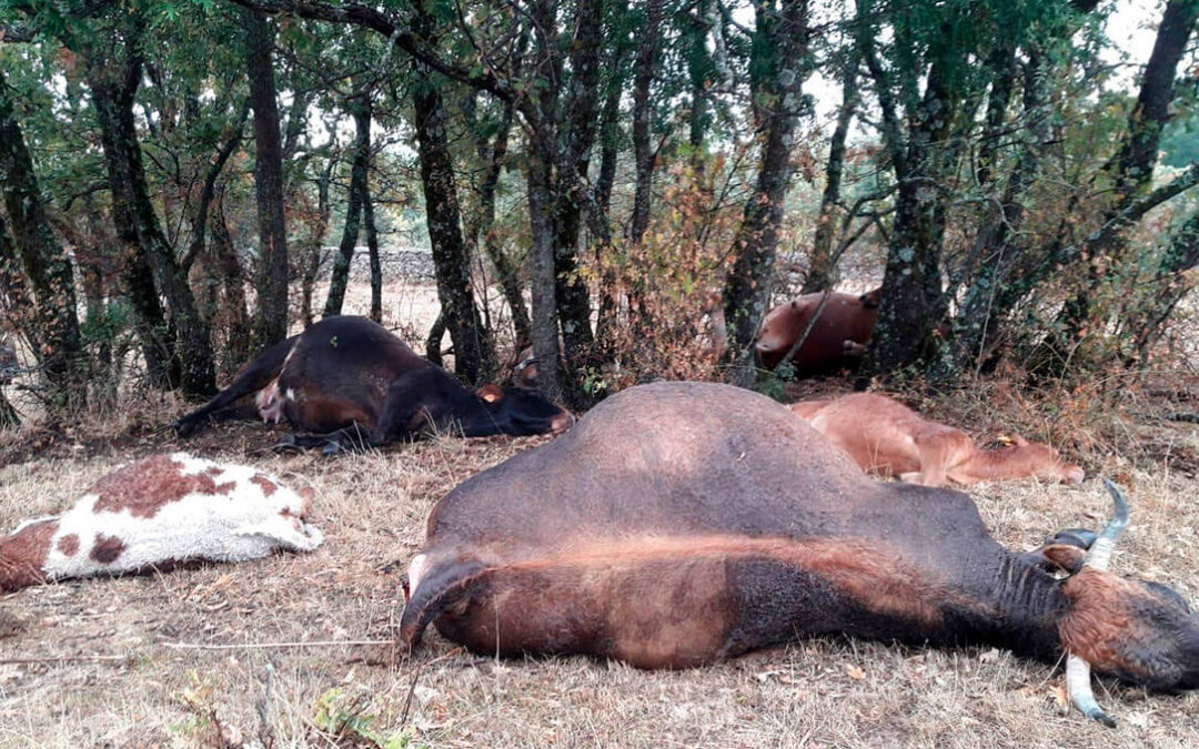 Una vaca y 32 ovejas fallecen en Navarra al resguardarse de la lluvia bajo un árbol y caer un rayo en una tormenta