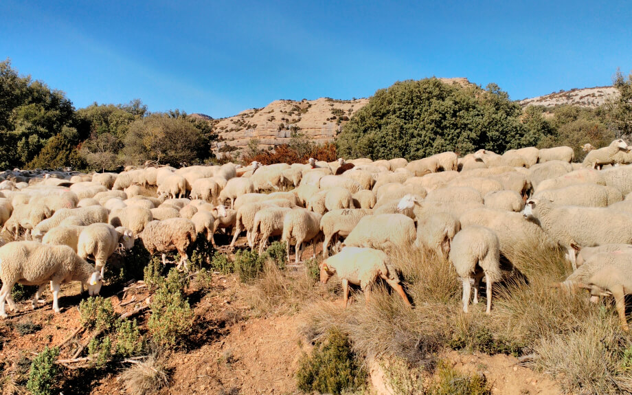 Aragón recibirá un complemento a la PAC de 924.281 euros para los ganaderos de ovino y caprino a pagar antes de final de año