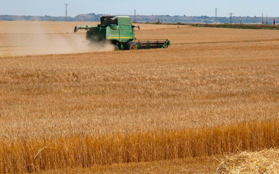 Se venía anunciado y se ha cumplido: Los precios de los cereales cambian de tendencia y comienzan a bajar