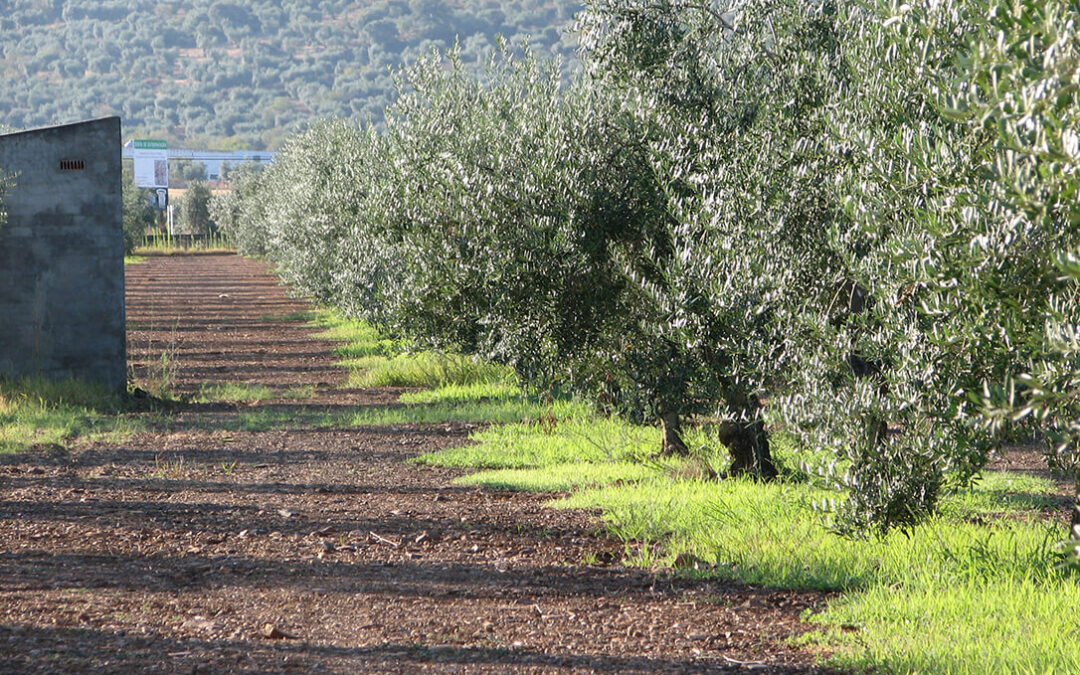 Se prevé una caída de más del 70% en la producción de aceituna de mesa por la climatología en Extremadura