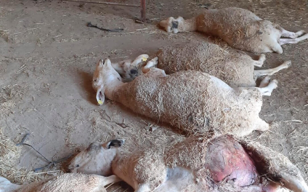 Rebrotes de ataques del lobo: Brutal asalto con 11 ovejas muertas, 9 heridas a un cercado en el que había dos mastines