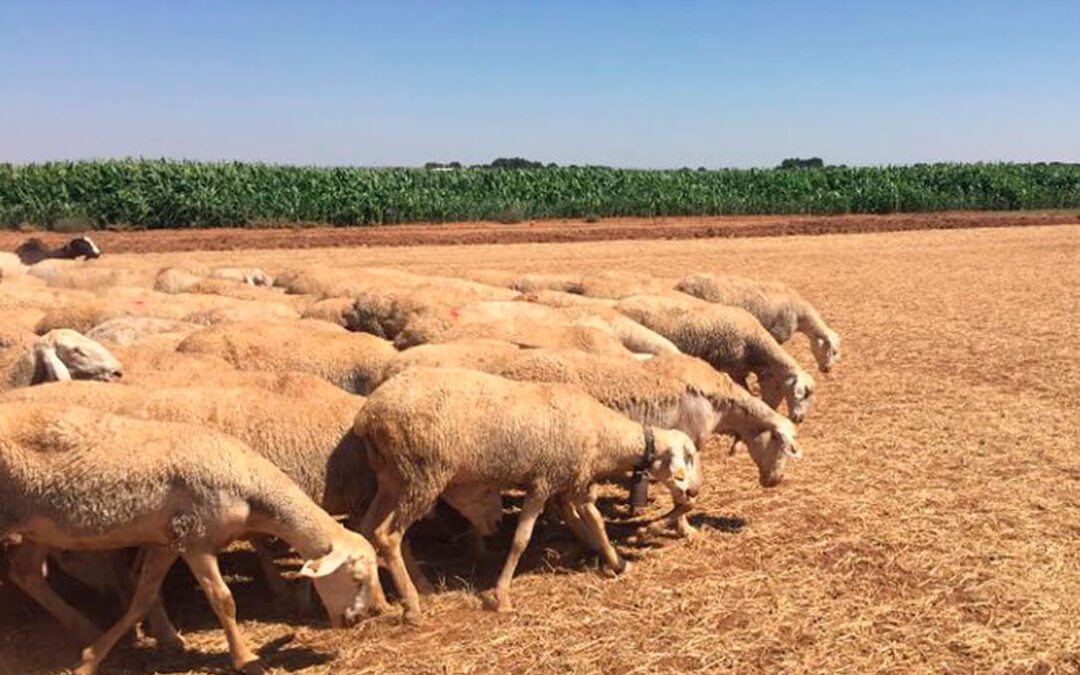 Proponen realizar un “recensado” anual en las explotaciones ganaderas de ovino y caprino por el veterinario identificador