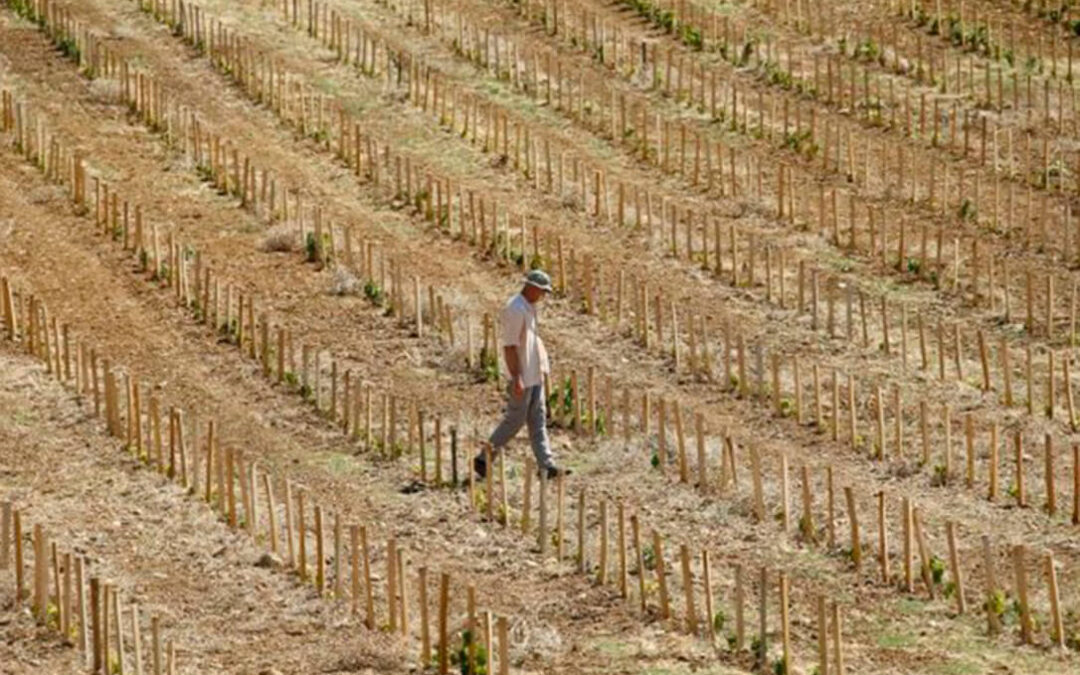 Desgracia ajena, beneficio propio: Una sequía histórica en Francia hunde la producción de cereales y los pastos