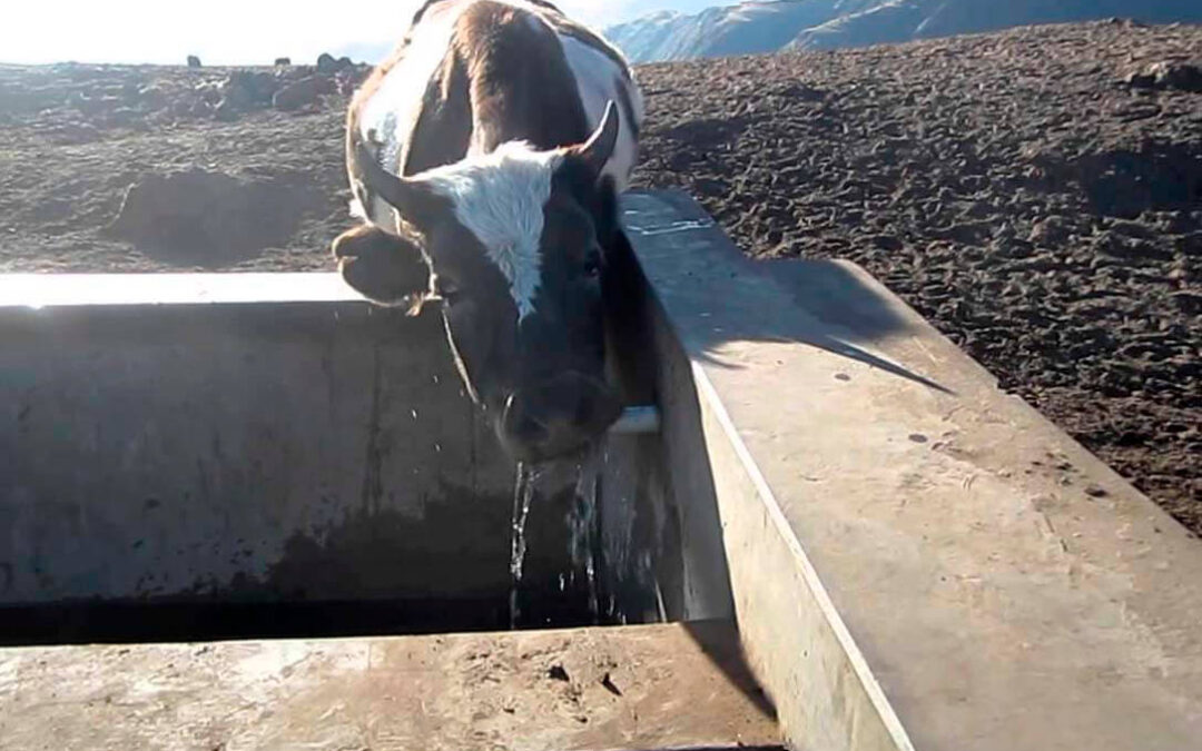 Una paradoja que se debe solventar: La ganadería extensiva produce agua y sin embargo no tiene para beber