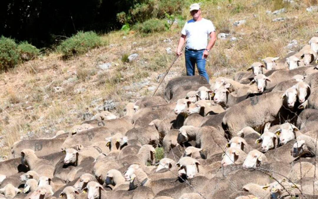 España apoya la declaración del año 2026 como Año Internacional de los Pastos y el Pastoreo