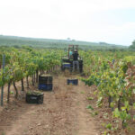 Poco se acuerdan de ella para lo que genera: La agricultura fue la actividad en la que más bajó el desempleo en 2025, un 11,73%