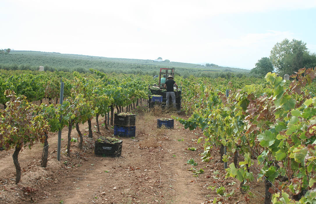 Poco se acuerdan de ella para lo que genera: La agricultura fue la actividad en la que más bajó el desempleo en 2025, un 11,73%
