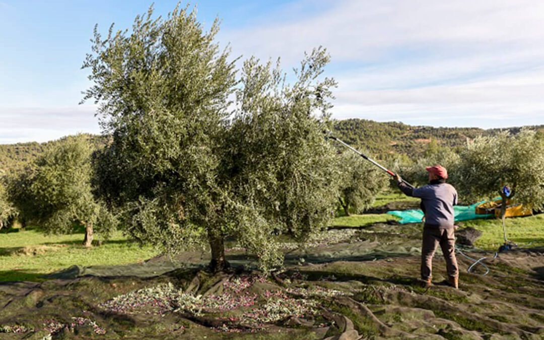 La falta de lluvia pasa factura y los productores prevén una bajada del 33% de la cosecha de aceite de oliva en Cataluña