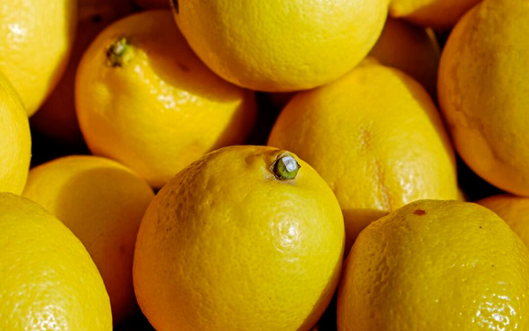 Arranca la campaña de limón Fino en el campo murciano con expectativas positivas en calidad y de unos precios razonables