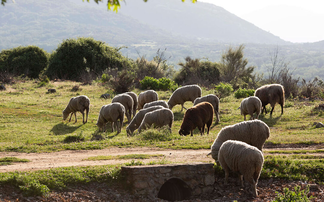Trabajar por el medio ambiente disfrutando con la comida: Consumir carne de ovino y caprino previene los incendios forestales