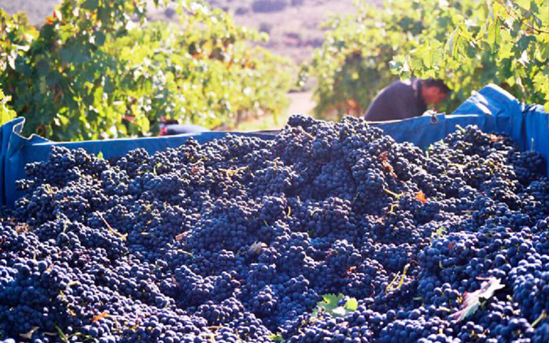 La Interprofesional del Vino pone a disposición del sector para el cálculo de los costes de producción de uva en cada región de España