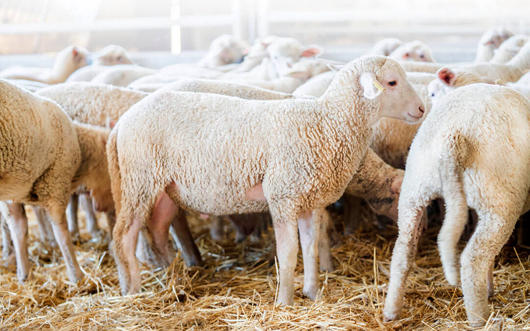 Alimentación animal COVAP lanza su nuevo pienso especial extra para corderos con nuevos aditivos naturales