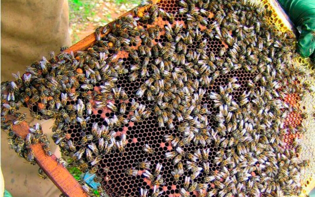La Pinyolà, la estocada final a los apicultores de la Comunitat con sanciones de hasta 60.000 euros si producen miel de Azahar