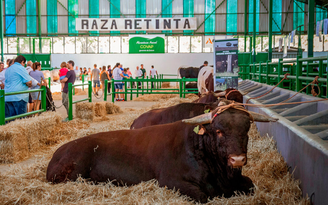 Zafra celebrará en octubre la I Feria Internacional Ganadera Virtual para liderar el concepto de ganadería 4.0 a nivel nacional