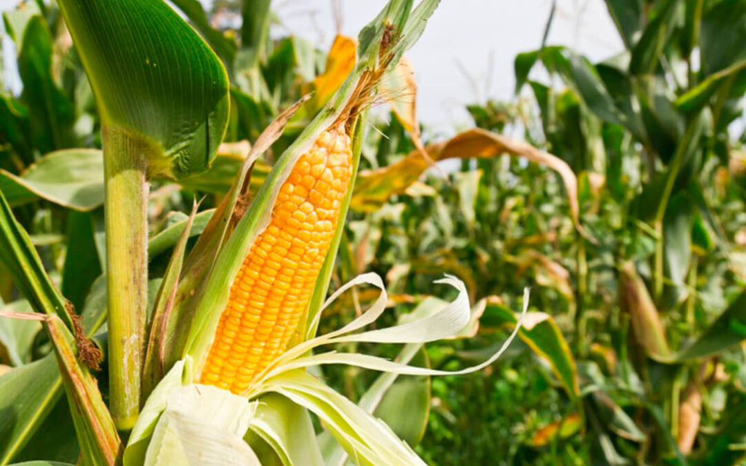 La producción de maíz caerá en Extremadura en torno a un 3% con precios que suben pero que aún son una «ruina»