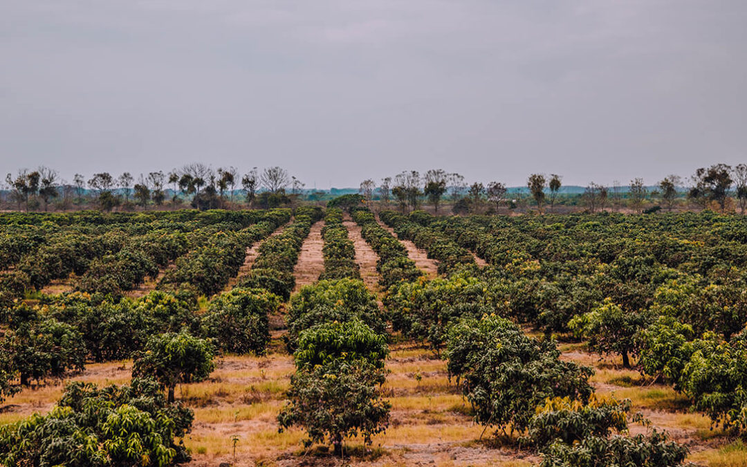 El Programa de Sustentabilidad de la industria del Mango: Un mayor valor añadido para productores y empacadores
