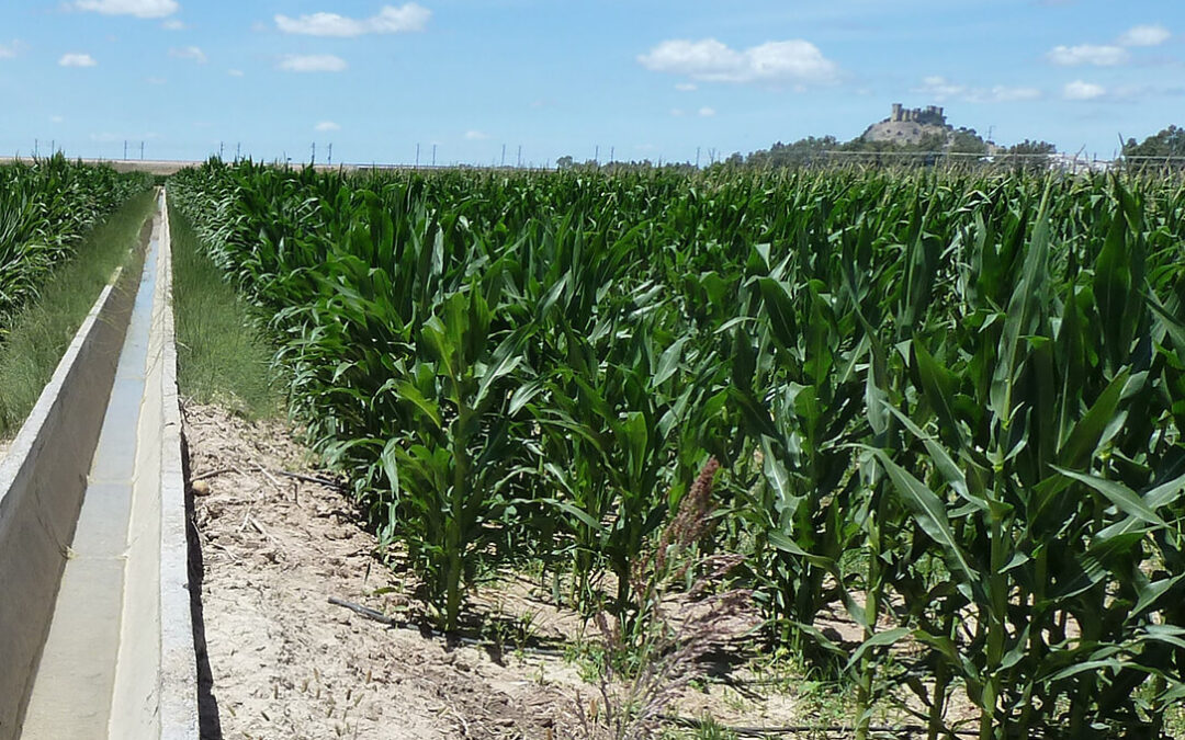 Empieza a imponerse la tendencia alcista en los mercados del maíz ante la menor producción y pérdidas en Estados Unidos