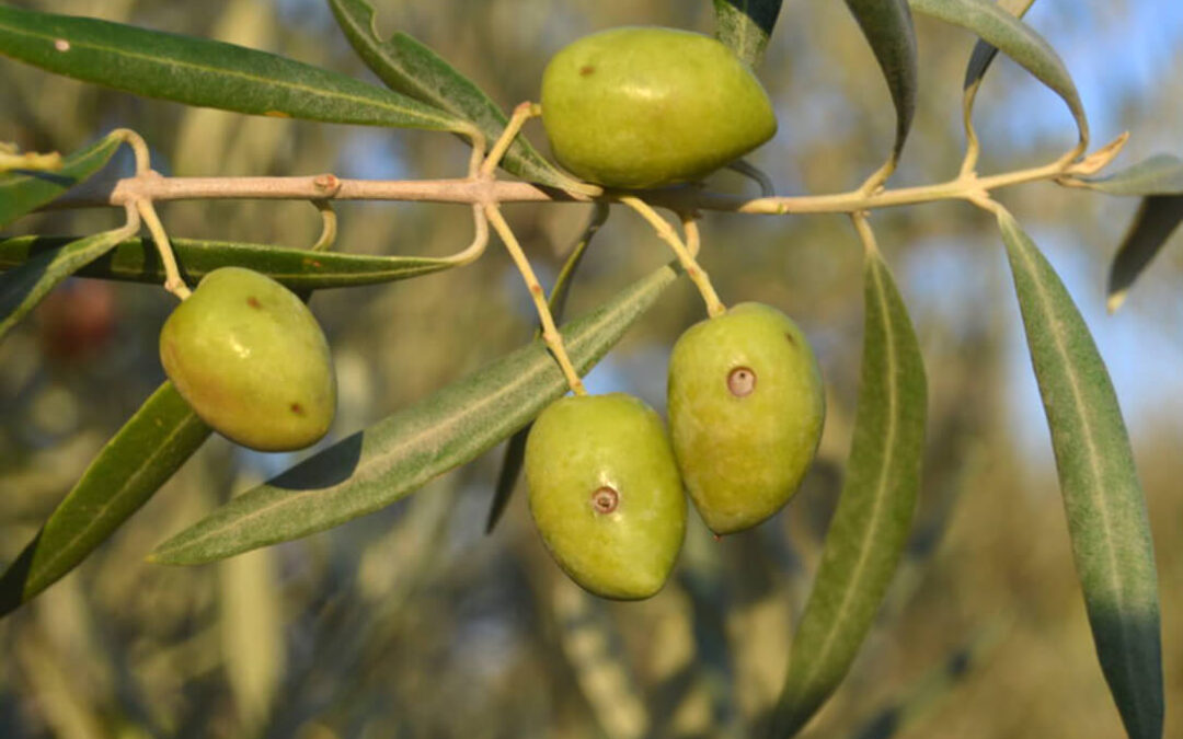 La mosca del olivo demuestra una alta resistencia genética a los insecticidas por el abuso de estos productos