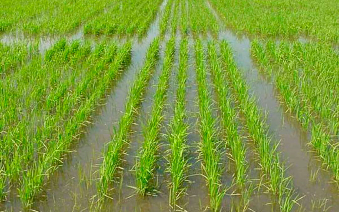 Reclaman una nueva prórroga de los aranceles al arroz de Camboya y Myanmar para evitar más años de precios ruinosos