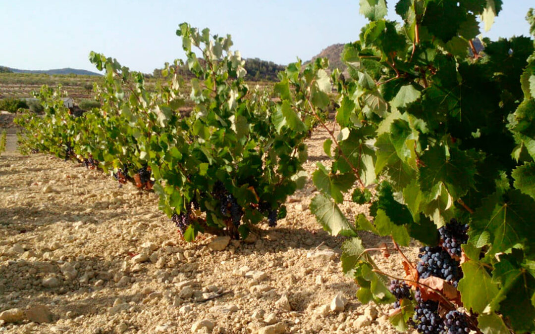 La indignación por el precio de la uva se extiende por España: Las empresas vinícolas murcianas ponen en riesgo el cultivo de la viña
