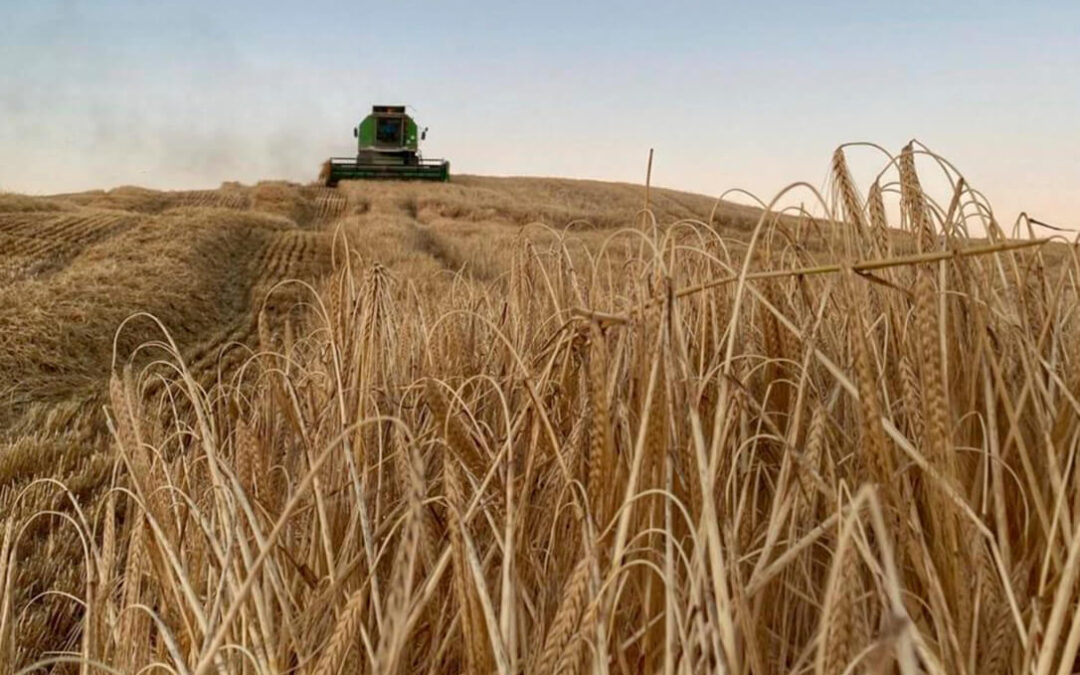 Los precios mayoristas de los cereales mantienen su tendencia al alza salvo, como casi siempre, el trigo duro
