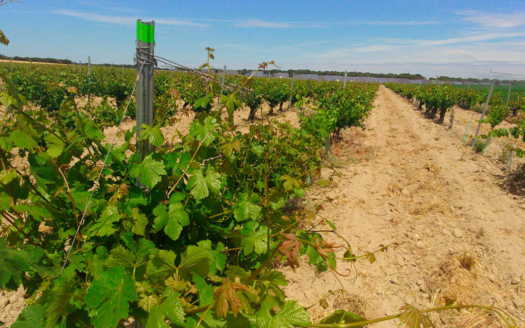 Precios ruinosos en la uva en Castilla y León: En zonas con DO se paga entre los 0,18 y 0,23 euros/kilo; sin DO a 0,11 euros/kilo