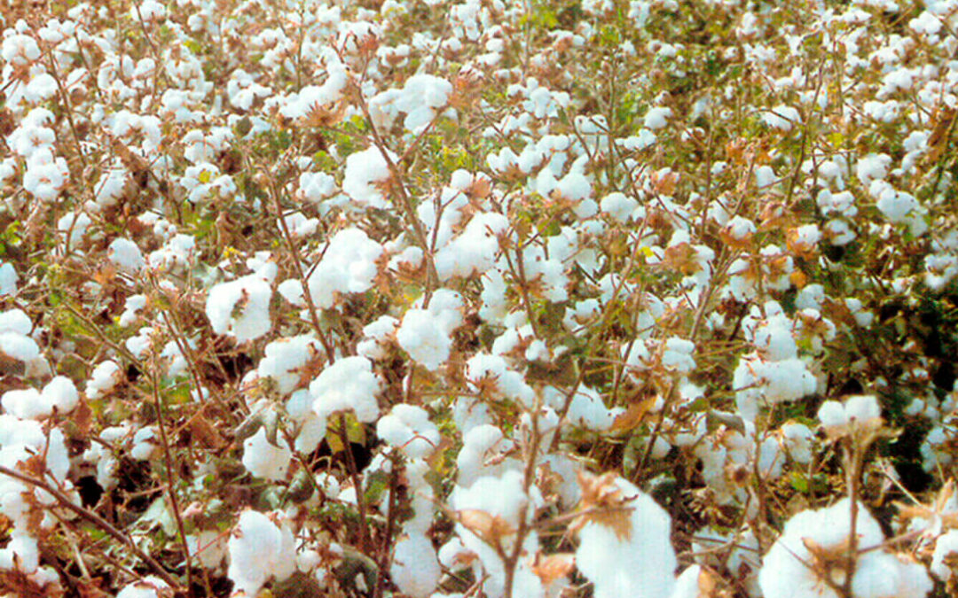 La producción de algodón andaluz rondará las 192.400 toneladas en la próxima campaña