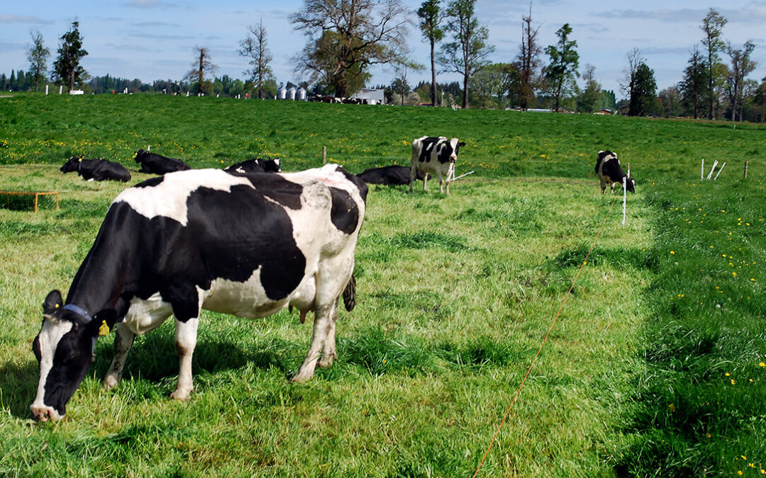 Las vacas alimentadas con leguminosas producen hasta un 8% más de leche y con perfil graso de mayor calidad