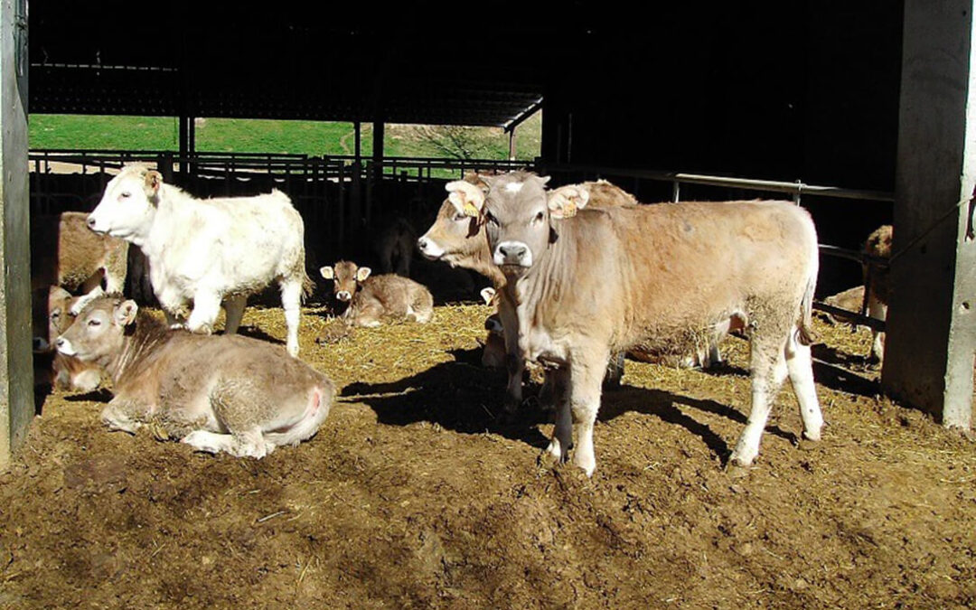 España pide a la CE la activación de medidas de apoyo al vacuno de carne tras el derrumbe de los precios por el Covid