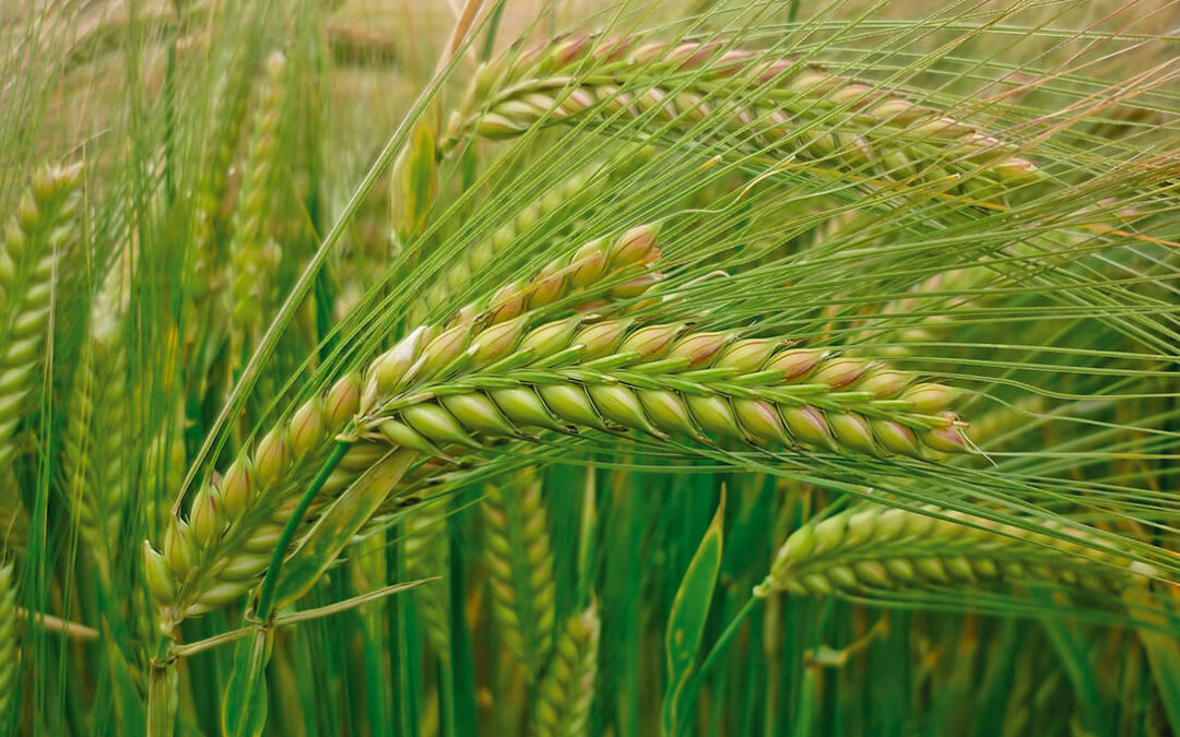 Pirene: la nueva cebada de Agromonegros apta para siembras desde primeros de noviembre hasta enero