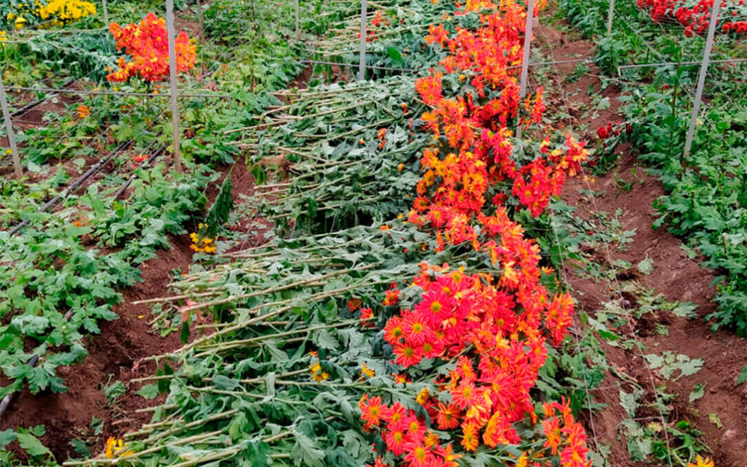 Se abre el plazo para las ayudas de  hasta 20.000 euros por beneficiario por la destrucción de flores y plantas ornamentales por el Covid