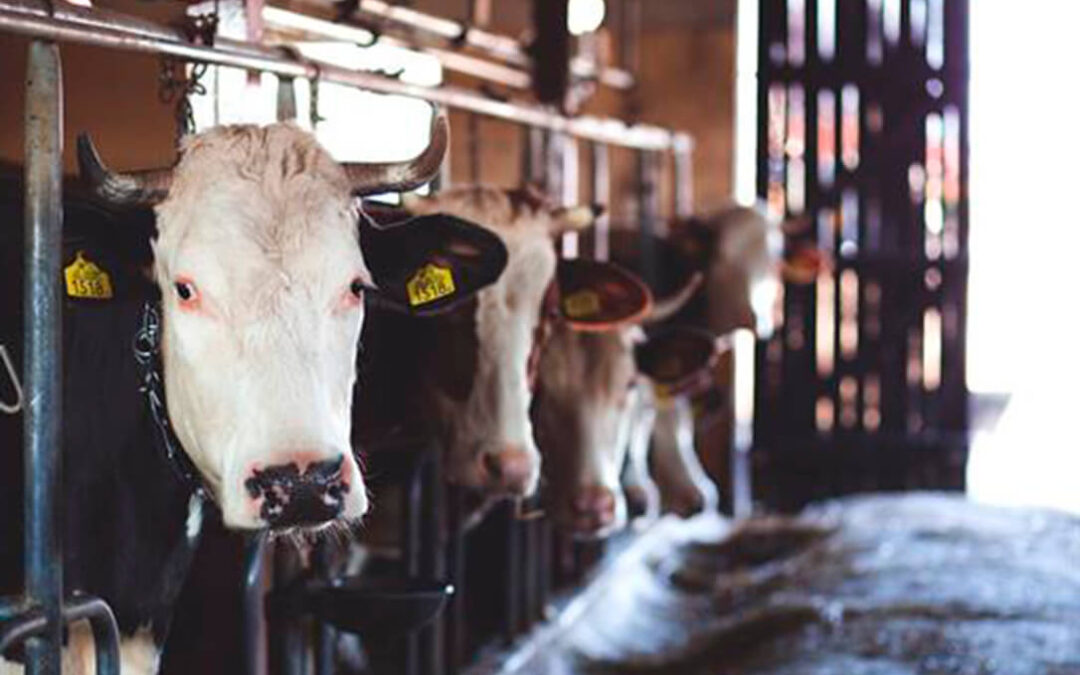 Consumo presenta a consulta pública el real decreto para la instalación de cámaras de videovigilancia en todos los mataderos