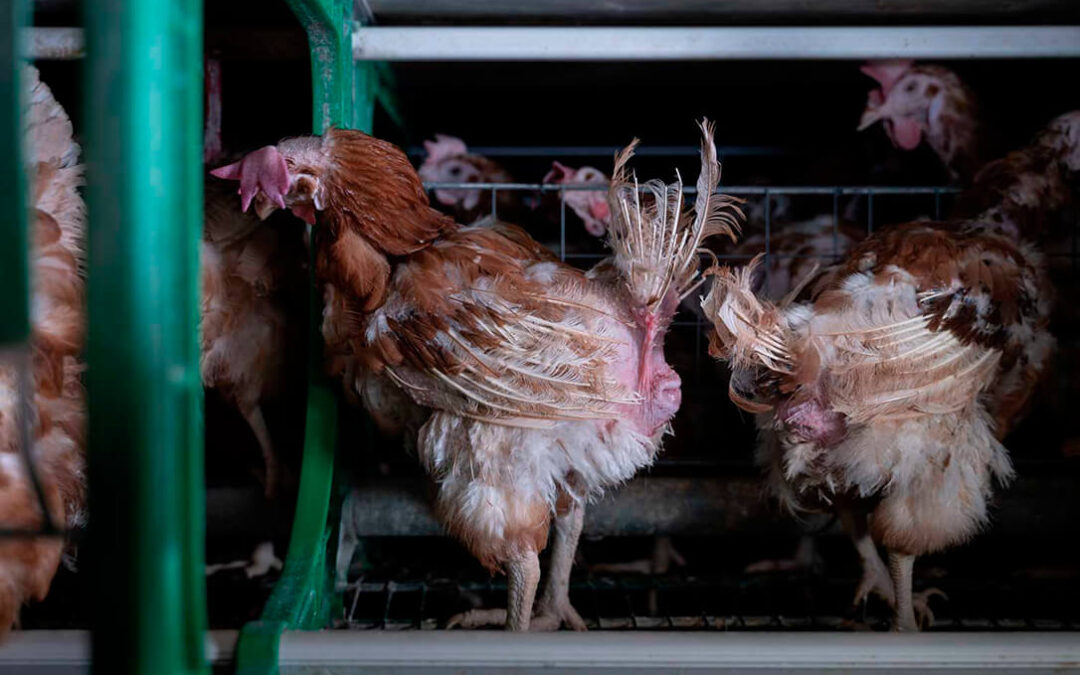 Los supermercados Consum se compromete a dejar de vender huevos procedentes de gallinas en jaulas a partir de  2025