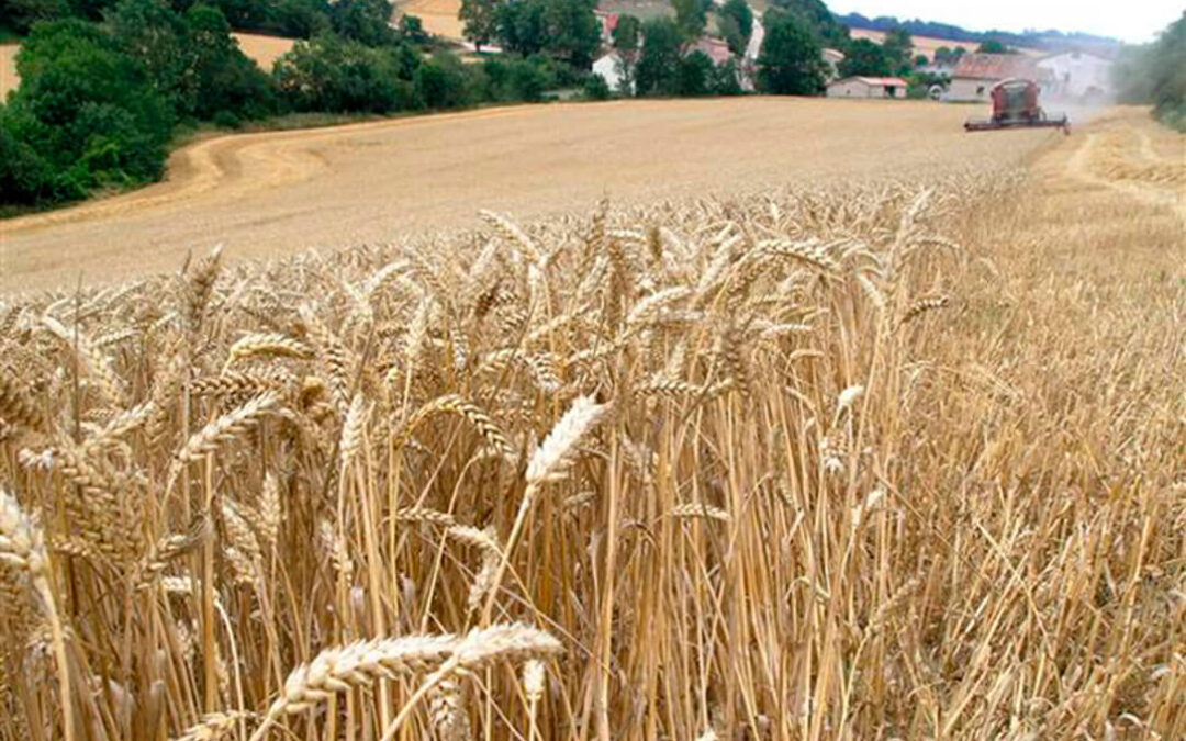 El sistema de cultivo ecológico puede aumentar en un 30% los ingresos de las explotaciones cerealistas frente al convencional