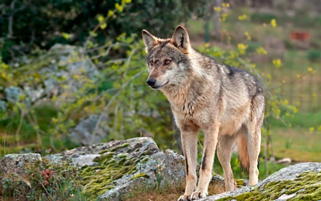 El Gobierno quiere que antes de final de año el lobo ibérico sea una especie protegida y se prohíba su caza en toda España