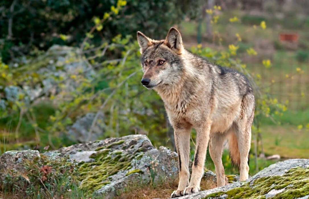 El Gobierno quiere que antes de final de año el lobo ibérico sea una  especie protegida y se prohíba su caza en toda España - Agroinformacion