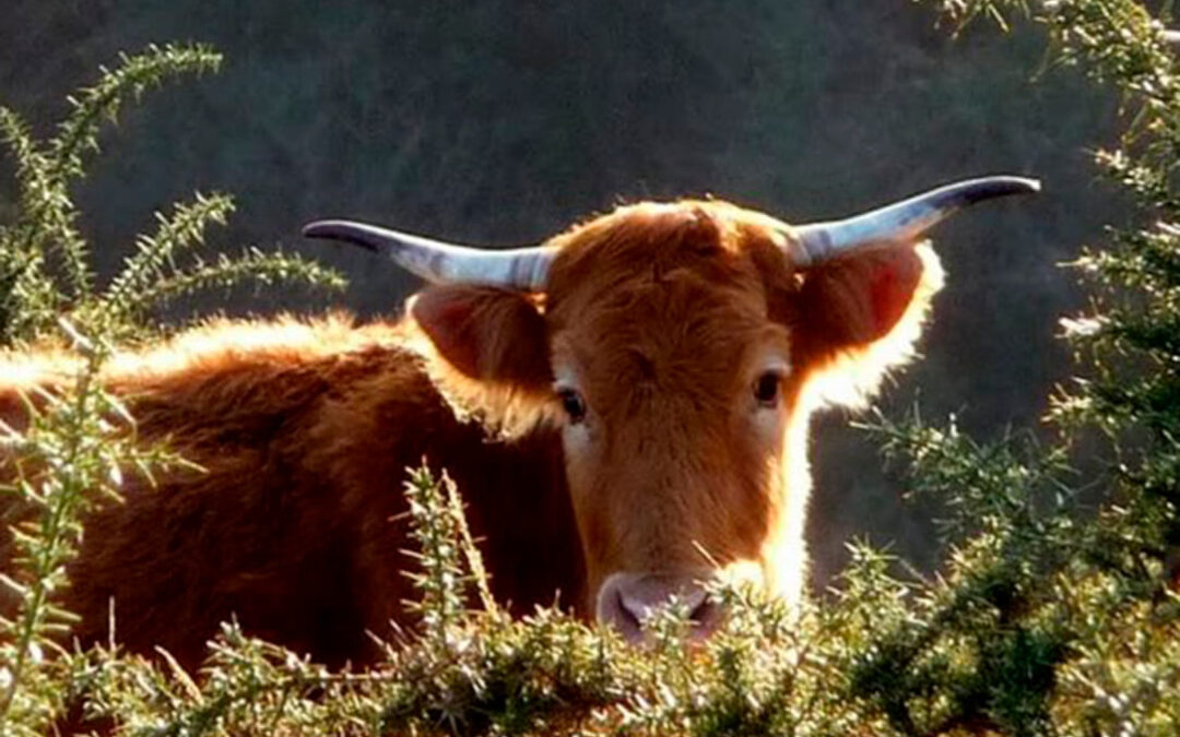 Navarra aprueba ayudas complementarias a las vacas nodrizas de 30 euros por animal para paliar los efectos del covid en el sector