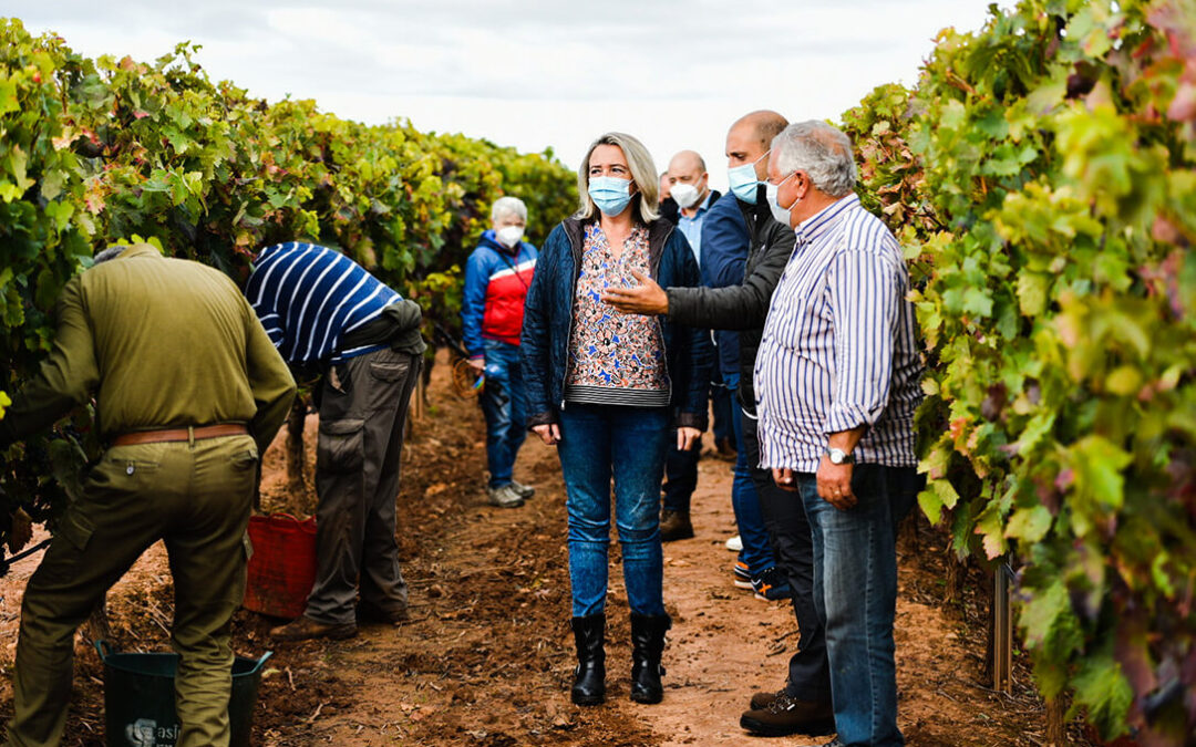 La crisis de precios de la uva golpea a La Rioja: Se vendimia sin contratos formalizados, sin precio o se debe vender de forma desleal