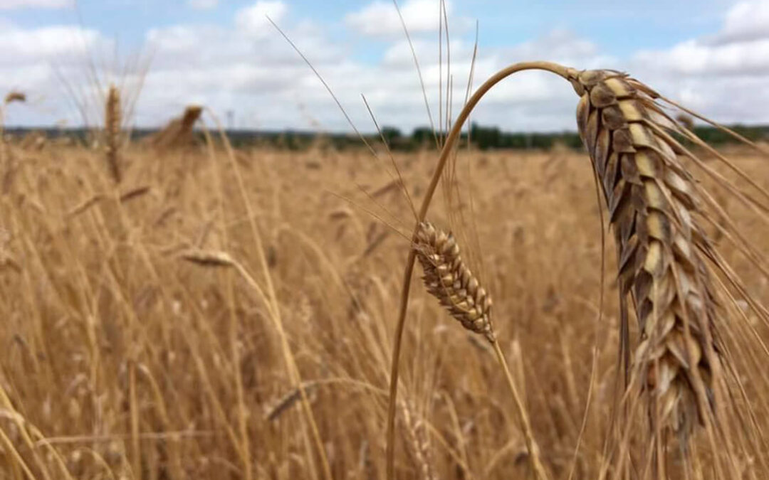 Los precios de los cereales volvieron a subir de forma generalizada incluyendo el trigo duro por primera vez en muchas semanas