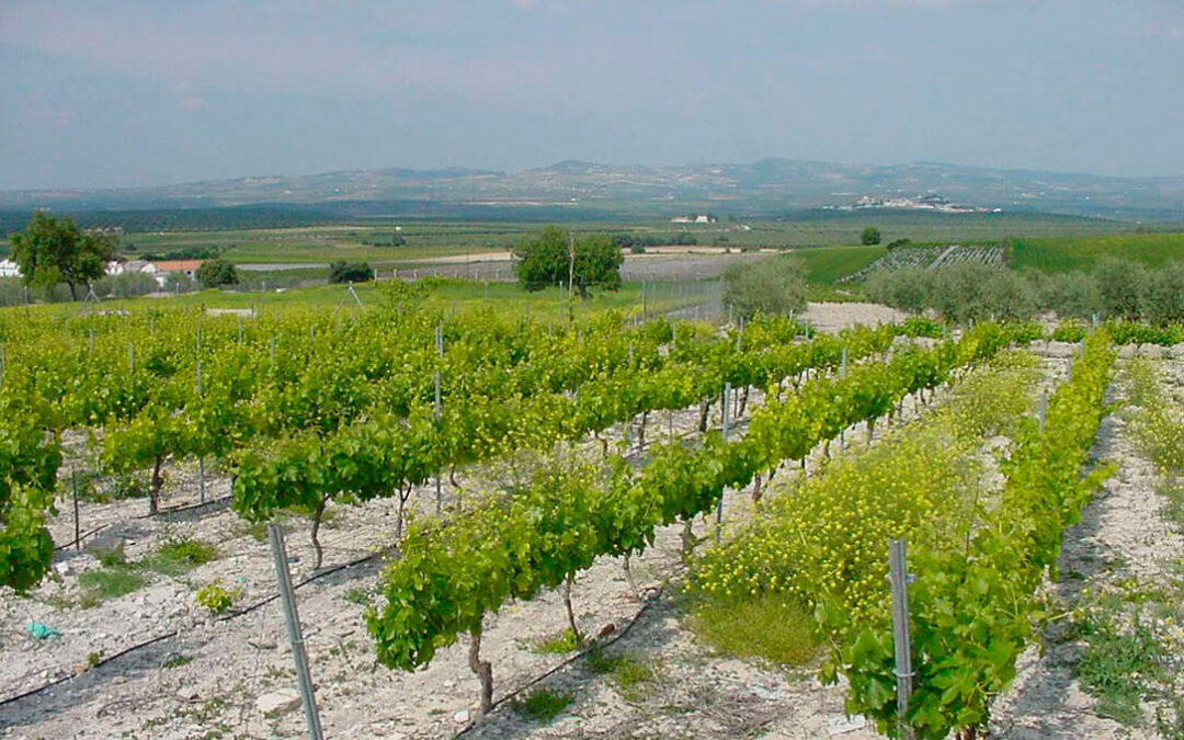 La sectorial de viñedo aborda la caída de ventas de un 12% y de un 15% en los precios en la DO Montilla-Moriles